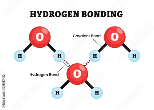 Hydrogen bonding chemical, H-bond on water molecule, labeled Dipol-dipol force of attraction, interaction between a hydrogen atom, covalent bond and hydrogen bond. Physic vector illustration.