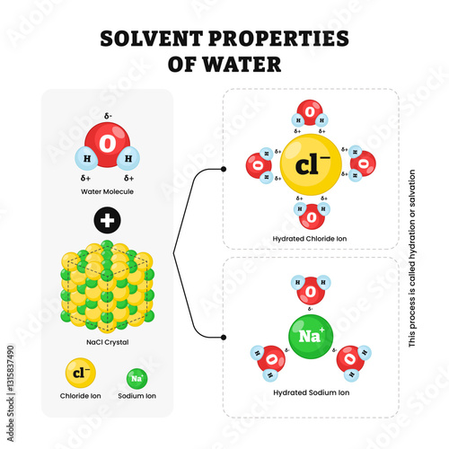 Solvent properties of water process diagram, physic educational illustration. Labeled water molecule, NaCl crystal, chloride ion, sodium ion, hydrated chloride, hydrated sodium, hydration of salvation