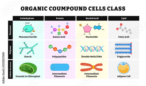 Organic compound cell class table diagram vector illustration. Labeled cellular structure, monomer, polymer, carbohydrate, protein, nucleic acid, lipid. Biology educational poster design.
