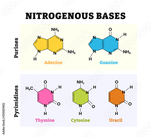 Different types of nitrogenous base molecule types structure with diagram form chain. Vector illustration. Labeled pyrimidines, purines, adenine, guanine, thymine, cytosine, uracil. Nitrogen molecule.