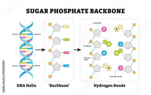 Sugar phosphate backbone diagram poster design, chemical or biological vector illustration. Labeled DNA Helix, backbone, hydrogen bonds, pentose, sugar, nucleotides,guanine, cytosine, thymine, adenine