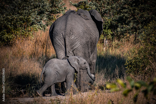 Mother and baby elephant
