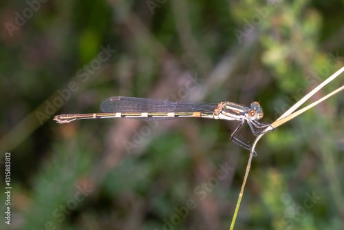 Wallpaper Mural Wandering Ringtail (Austrolestes leda) - Australian Damselfly Macro Torontodigital.ca
