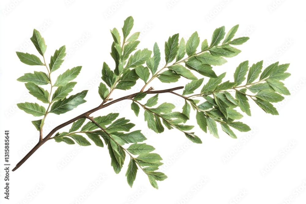 Obraz premium Vibrant Green Branch with Lush Foliage: A Botanical Study