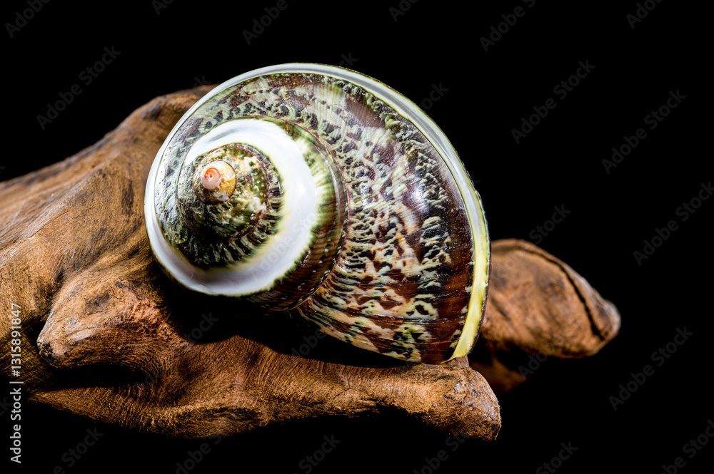 Green Jade Banded Turbo Shell on driftwood black background