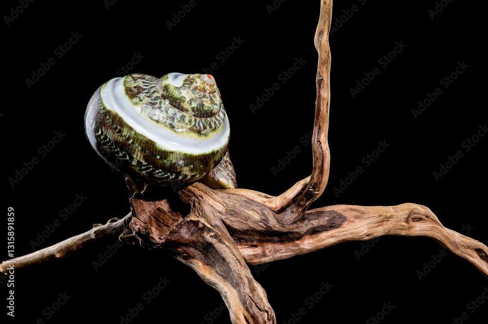 Green Jade Banded Turbo Shell on driftwood black background