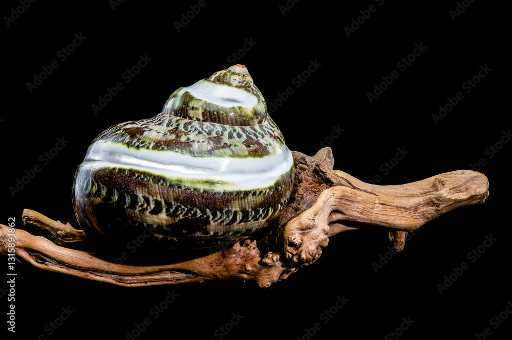 Green Jade Banded Turbo Shell on driftwood black background