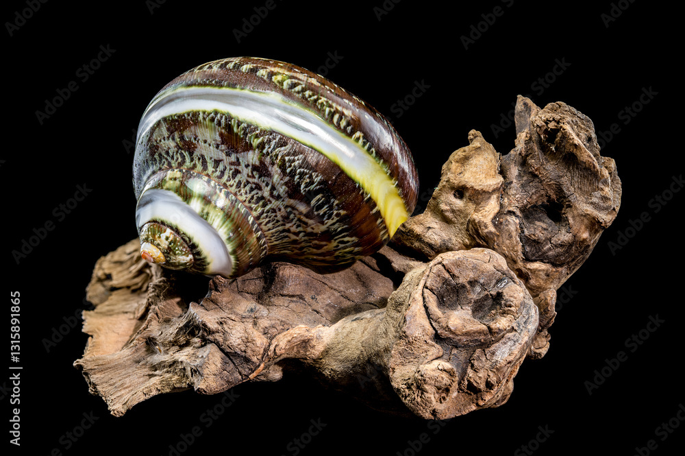 Green Jade Banded Turbo Shell on driftwood black background