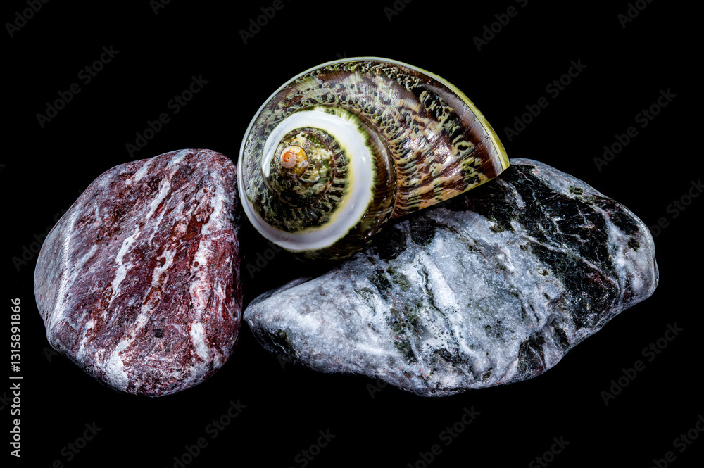 Green Jade Banded Turbo Shell on Stones black background
