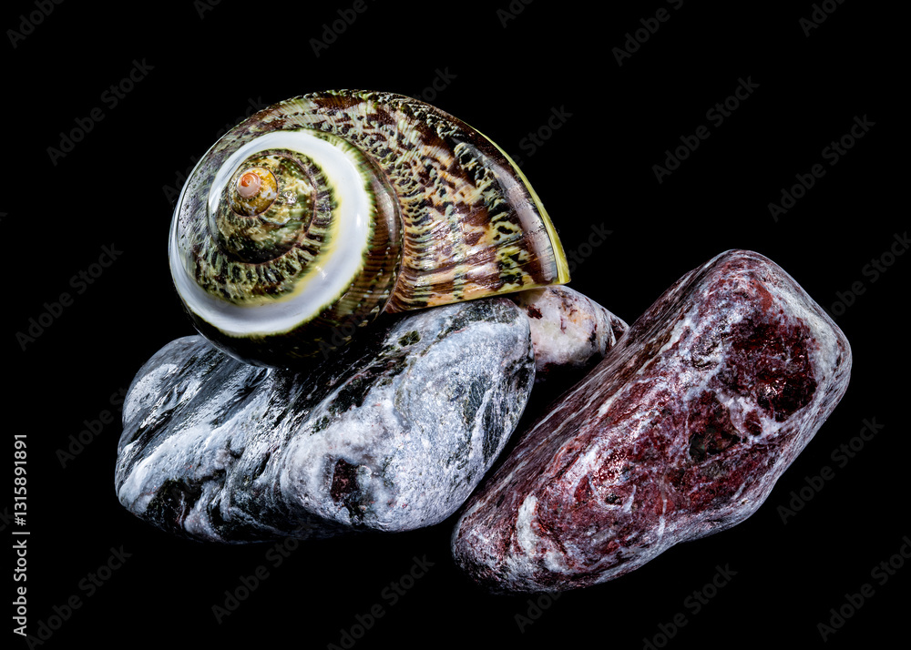 Green Jade Banded Turbo Shell on Stones black background