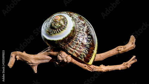 Obraz na płótnie Green Jade Banded Turbo Shell on driftwood black background w salonie