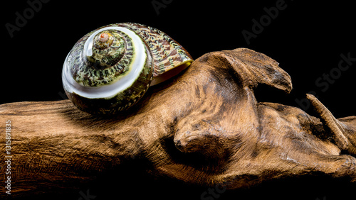 Green Jade Banded Turbo Shell on driftwood black background