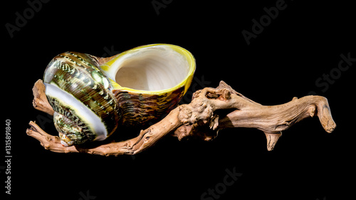 Green Jade Banded Turbo Shell on driftwood black background