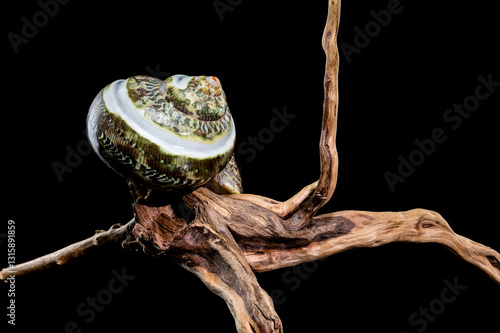 Obraz na płótnie Green Jade Banded Turbo Shell on driftwood black background w salonie