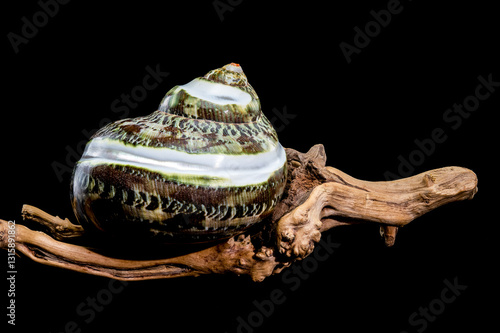 Obraz na płótnie Green Jade Banded Turbo Shell on driftwood black background w salonie