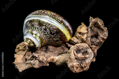 Obraz na płótnie Green Jade Banded Turbo Shell on driftwood black background w salonie