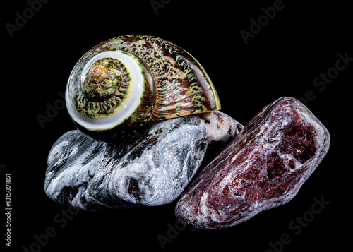 Obraz na płótnie Green Jade Banded Turbo Shell on Stones black background w salonie