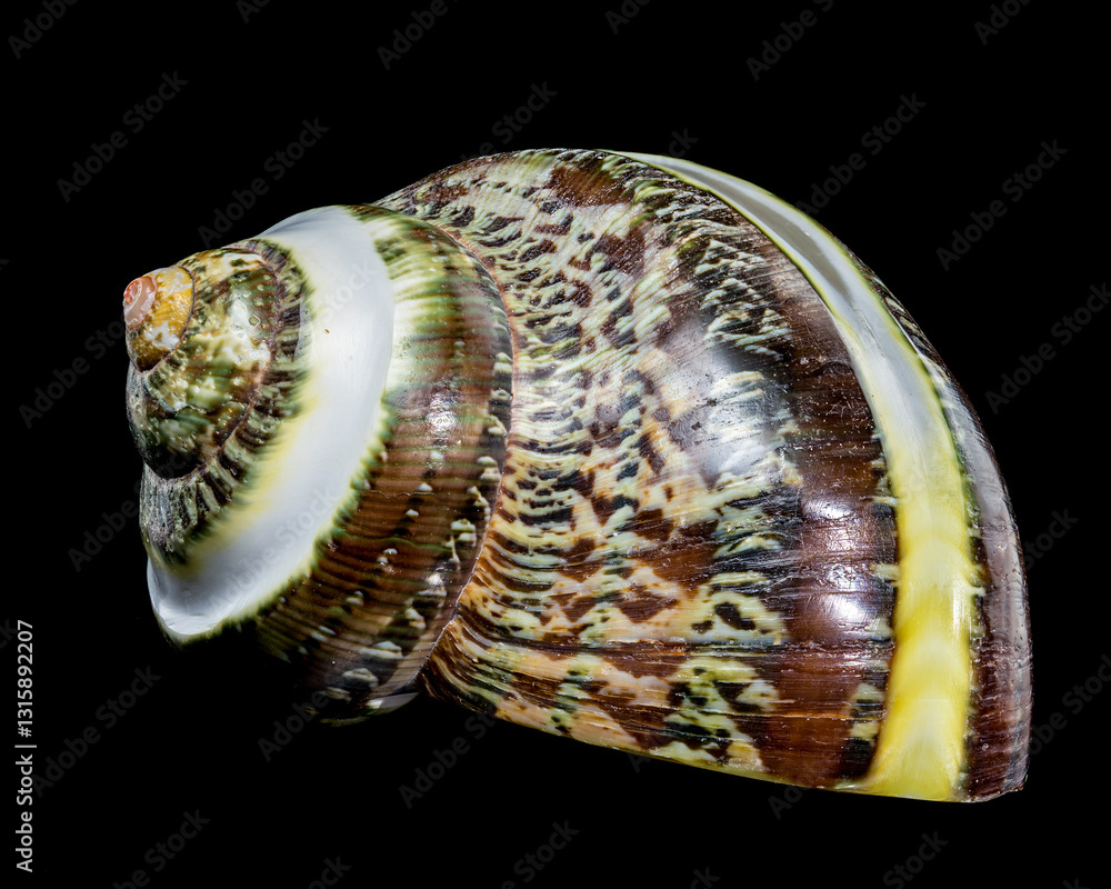 Green Jade Banded Turbo Shell on black background
