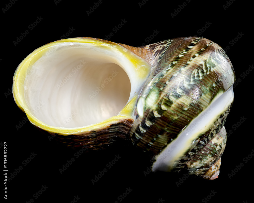 Green Jade Banded Turbo Shell on black background