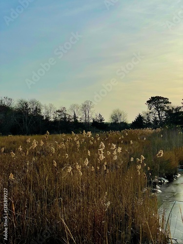 wispy bayside plants