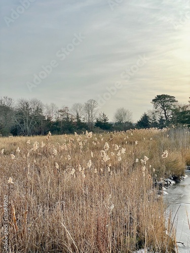 wispy sea grass by the bay landscape