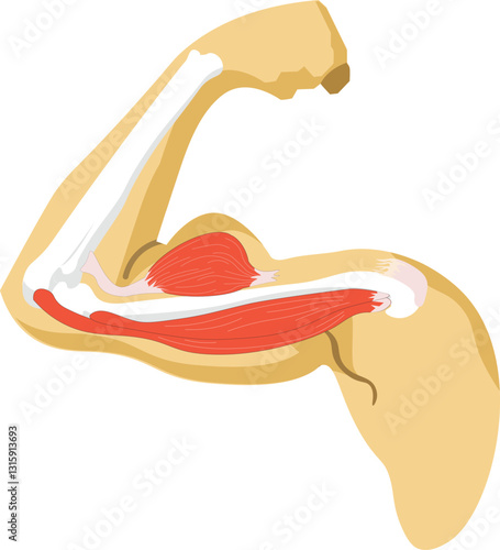 Flexed Popeye arm vector art
