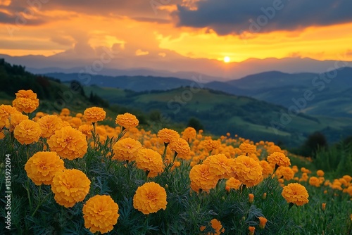 Vibrant Orange Marigold Field At Sunset Over Hills photo