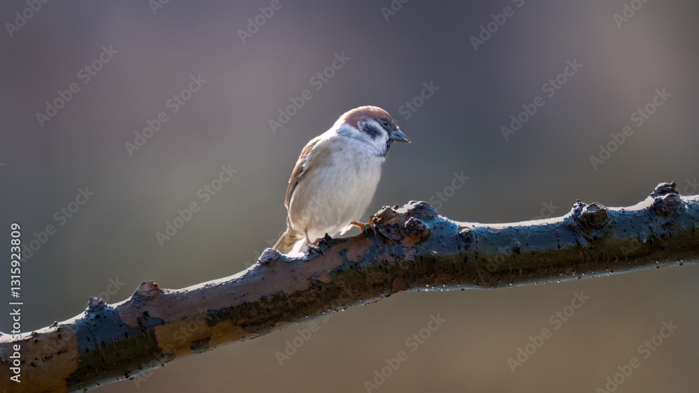Fototapeta premium female house sparrow passer domesticus