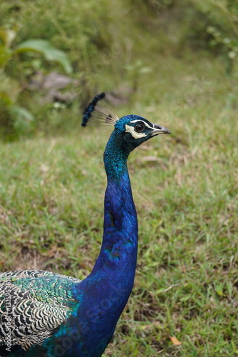 Wallpaper Mural Beautiful peacock Torontodigital.ca