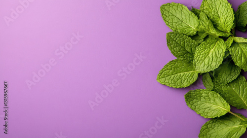 A small bunch of wild mint with curled edges on a high-resolution image.