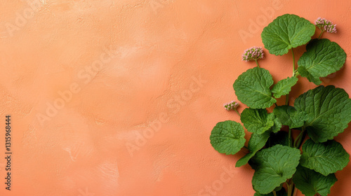 Top-down view of vibrant water mint leaves in high fidelity image.