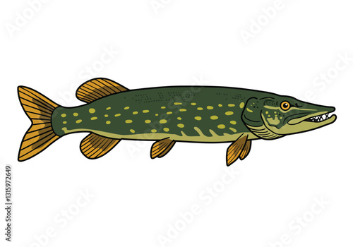 Northern pike clip art. A green fish with yellow spots, orange fins, and detailed scales, showcasing its sharp teeth. Vector illustration design.