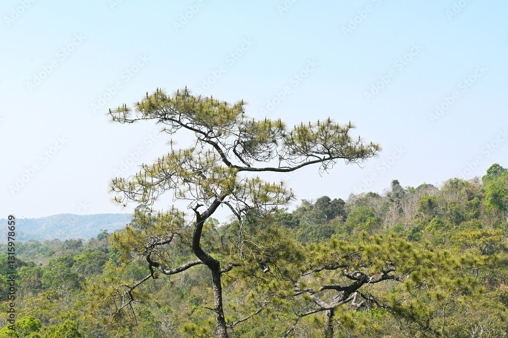 Fototapeta premium The pine tree forest in the national park in Thailand.
