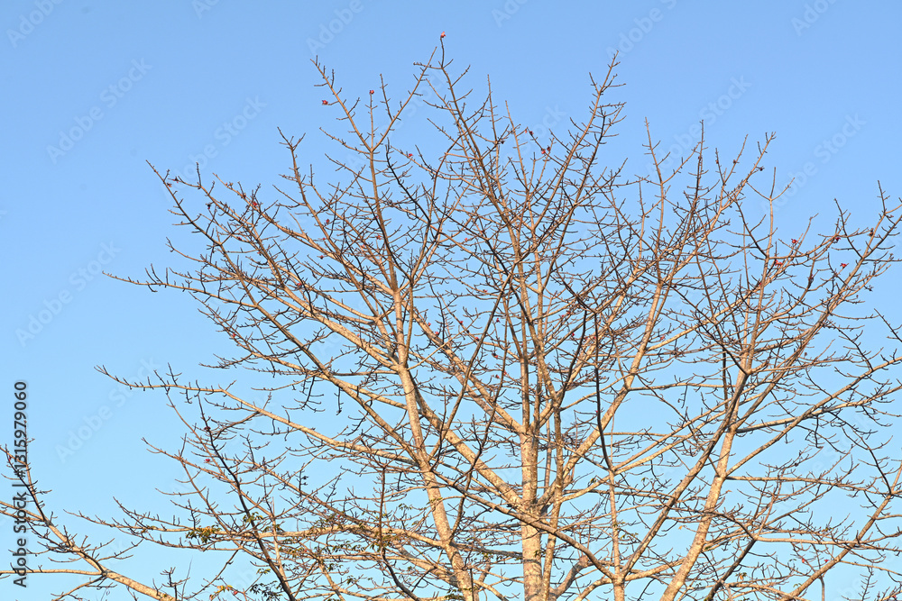 Leafless tree branches against a blue sky background Leafless tree branches against a blue sky background