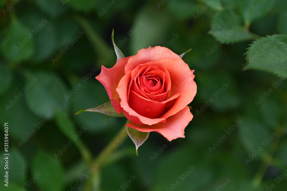 Beautiful blooming orange rose in the garden Beautiful blooming orange rose in the garden