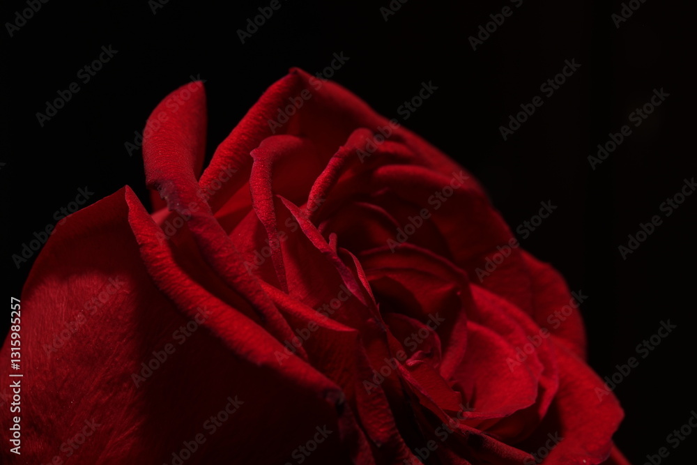 Naklejka premium red rose on black