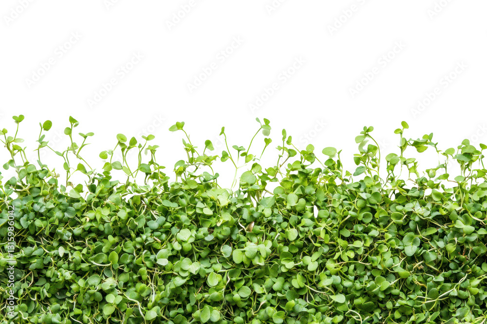 A vibrant collection of small green plants, creating a seamless and soft textured foliage background. A vibrant collection of small green plants, creating a seamless and soft textured foliage background.