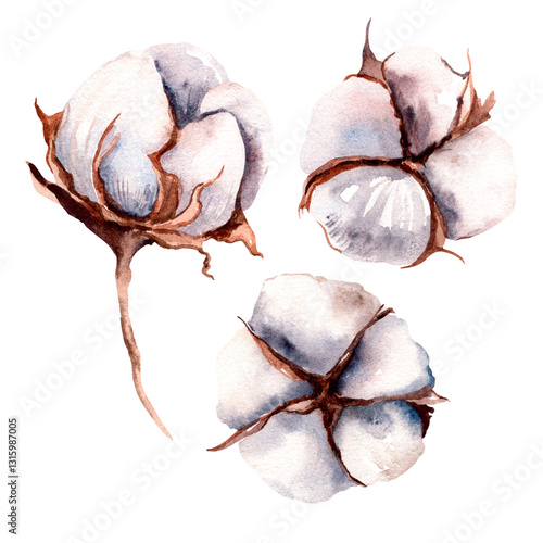 watercolor cotton ball Cotton plant Branch with flowers Hand drawn watercolor illustration, isolated on white background