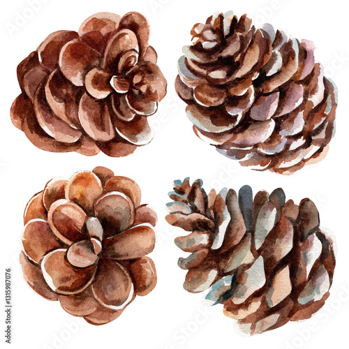 Brown pine cones . Watercolor illustration on a white background. A set of purple flowers with stems. Isolate.
