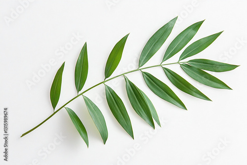 Minimalist White Background with Green Palm Leaf on Right Side