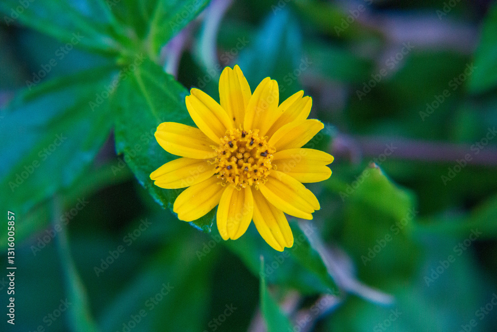 A close-up photography of a yellow flower
