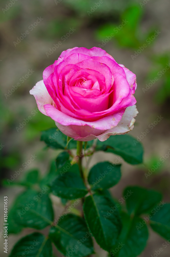 A single pink rose with white edges blooms on a green stem, surrounded by lush green leaves A single pink rose with white edges blooms on a green stem, surrounded by lush green leaves