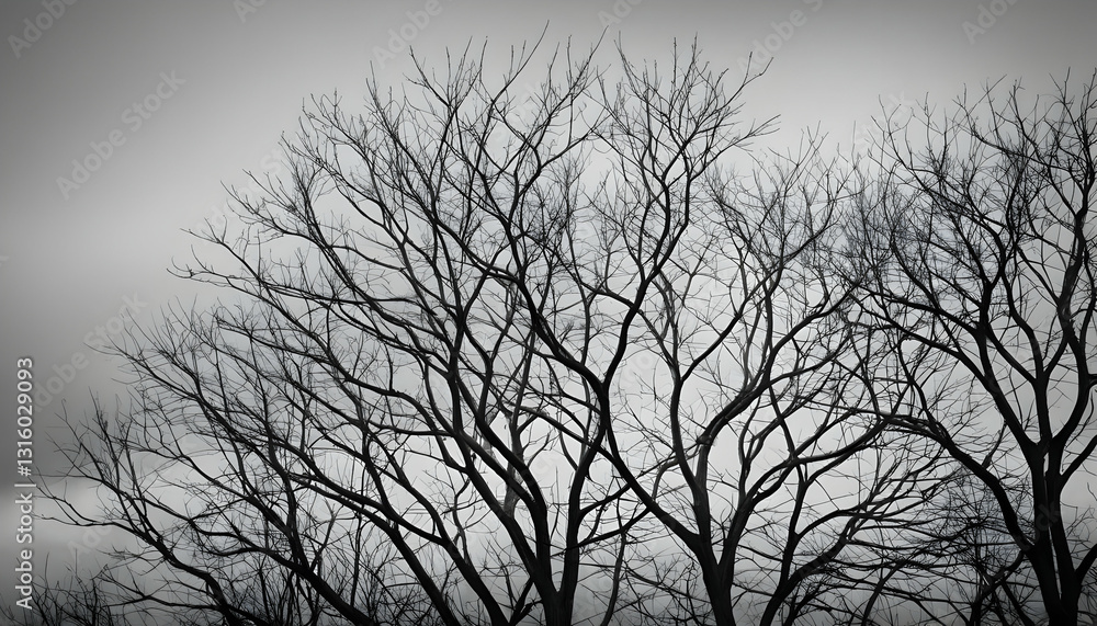 Silhouetted Trees Against a Gloomy Overcast Sky at Dusk Silhouetted Trees Against a Gloomy Overcast Sky at Dusk
