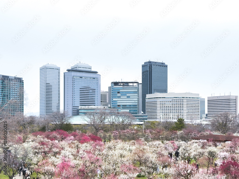 Naklejka premium 大阪の街に咲き誇る梅の花