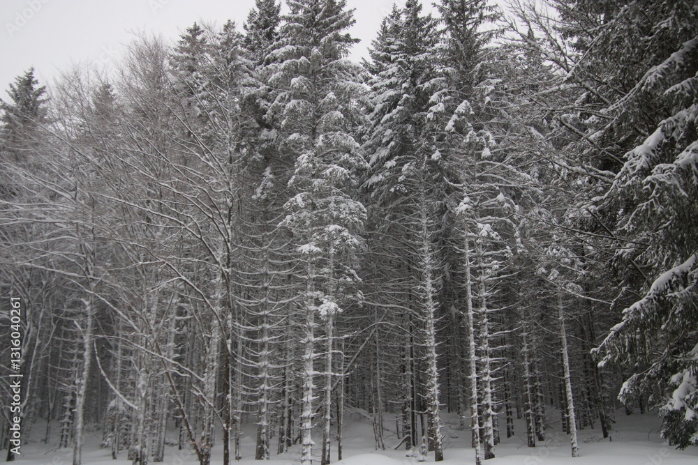 Fototapeta premium au cœur de la foret vosgienne