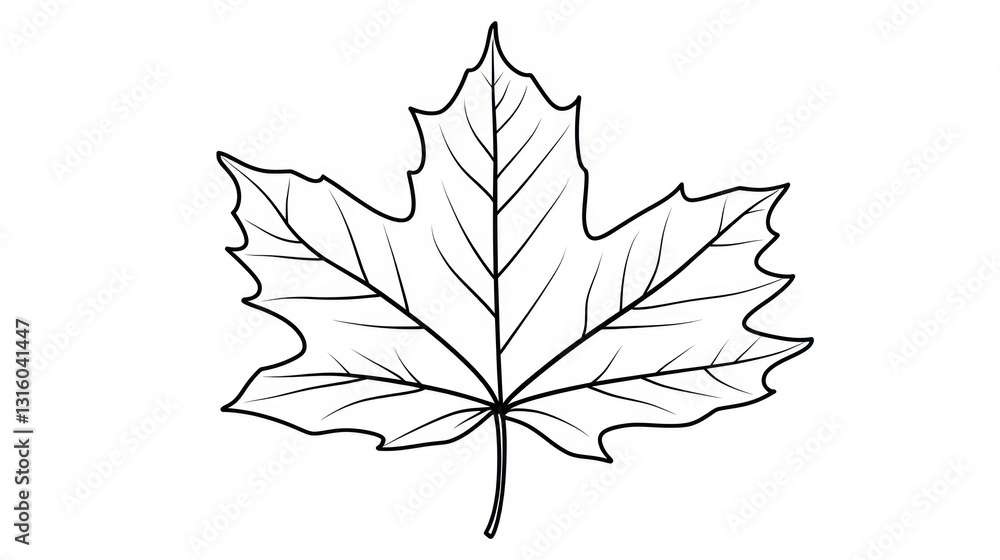 Simple Maple Leaf Drawing, Botanical Illustration Simple Maple Leaf Drawing, Botanical Illustration