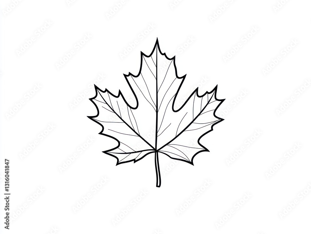Simple Maple Leaf Line Drawing, Botanical Illustration Simple Maple Leaf Line Drawing, Botanical Illustration