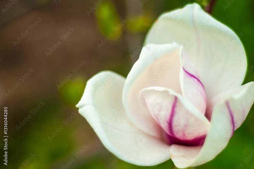A pristine magnolia flower unfolds its delicate petals, revealing its beauty in a close-up view. A pristine magnolia flower unfolds its delicate petals, revealing its beauty in a close-up view.