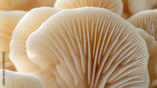 mushroom, food, fungus, fungi, nature, isolated, white, vegetable, fresh, ingredient, mushrooms, edible, brown, raw, healthy, organic, natural, macro, wild, plant, forest, cap, autumn, closeup, close-