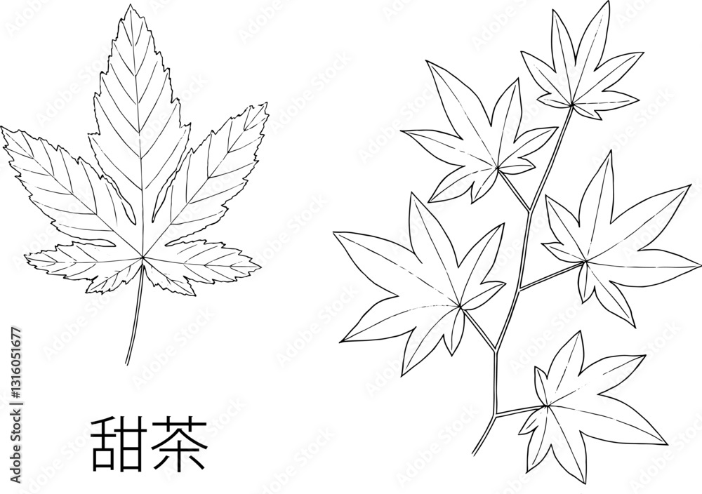 Fototapeta premium 甜茶の線画